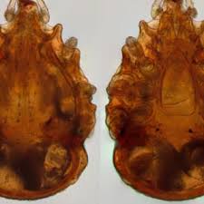 Attēlu rezultāti vaicājumam “Craterium aureonucleatum”