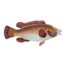 Image result for Gadus macrocephalus