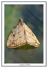 Attēlu rezultāti vaicājumam “Evergestis pallidata”