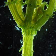 Attēlu rezultāti vaicājumam “Chara filiformis”