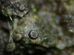 Attēlu rezultāti vaicājumam “Licea pusilla macro”