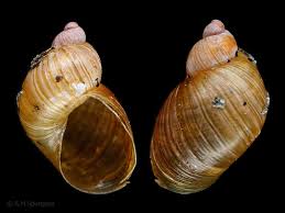 Attēlu rezultāti vaicājumam “Succinea”