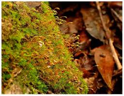 Attēlu rezultāti vaicājumam “Dicranella staphylina”