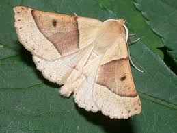 Attēlu rezultāti vaicājumam “Crocallis elinguaria imago”