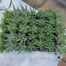 Image result for Haworthia mix