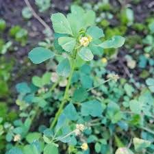 Attēlu rezultāti vaicājumam “Medicago lupulina flower”