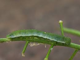 Attēlu rezultāti vaicājumam “Anthocharis cardamines”