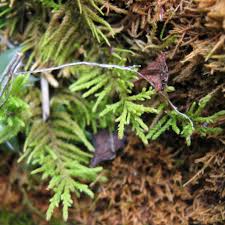 Attēlu rezultāti vaicājumam “Abietinella abietina”