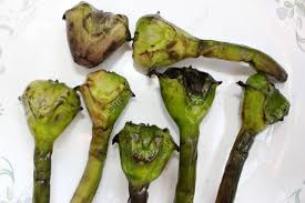 Attēlu rezultāti vaicājumam “Trapaceae”