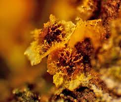 Attēlu rezultāti vaicājumam “Badhamia affinis sessile”