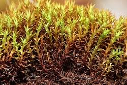 Attēlu rezultāti vaicājumam “Bryoerythrophyllum recurvirostrum sporophyte”