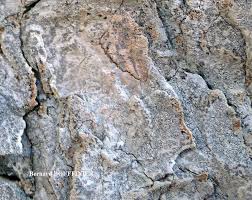 Attēlu rezultāti vaicājumam “Arthonia leucopellaea”