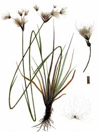 Attēlu rezultāti vaicājumam “Eriophorum latifolium”