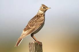 Image result for Alauda arvensis