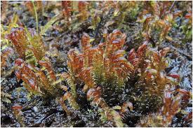 Attēlu rezultāti vaicājumam “Harpanthus flotovianus cells”