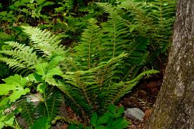 Attēlu rezultāti vaicājumam “Polystichum braunii”