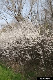 Attēlu rezultāti vaicājumam “Prunus spinosa”