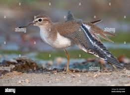 Attēlu rezultāti vaicājumam “Actitis hypoleucos”