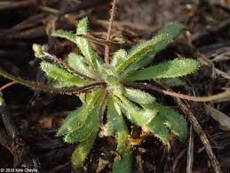 Attēlu rezultāti vaicājumam “Erophila verna leaf”