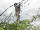Boa c constrictor   an invasive species on the island of Aruba