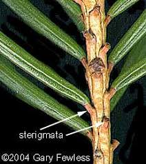 Attēlu rezultāti vaicājumam “Picea abies leaf”