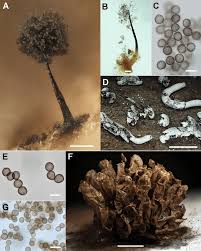 Attēlu rezultāti vaicājumam “Diachea muscorum spores”