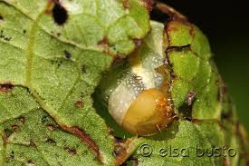 Attēlu rezultāti vaicājumam “Agrochola litura”