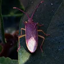 Attēlu rezultāti vaicājumam “Pinthaeus sanguinipes imago”