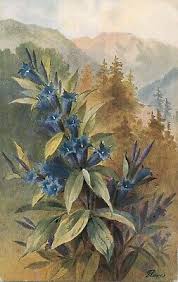 Attēlu rezultāti vaicājumam “Gentiana pneumonanthe”