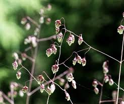 Attēlu rezultāti vaicājumam “Briza media”