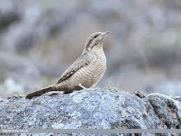 Image result for Jynx torquilla