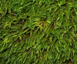 Attēlu rezultāti vaicājumam “Anomodon”