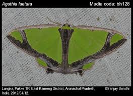 Attēlu rezultāti vaicājumam “Geometridae”
