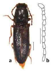 Attēlu rezultāti vaicājumam “Athous sp.”