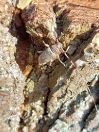 Attēlu rezultāti vaicājumam “Acanthocinus aedilis”