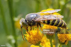 Attēlu rezultāti vaicājumam “Bembix rostrata”