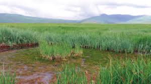 Attēlu rezultāti vaicājumam “Coenagrion armatum female”