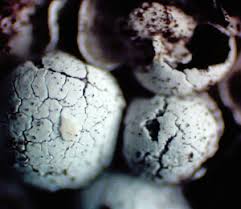 Attēlu rezultāti vaicājumam “Diderma globosum macro”