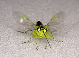 Attēlu rezultāti vaicājumam “Rhogogaster viridis”