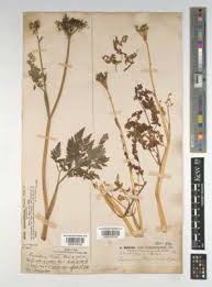 Attēlu rezultāti vaicājumam “Conioselinum tataricum”