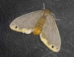 Attēlu rezultāti vaicājumam “Lymantriidae”