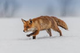 Attēlu rezultāti vaicājumam “Vulpes vulpes  adult”