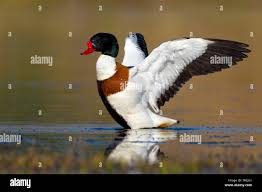 Attēlu rezultāti vaicājumam “Tadorna tadorna male”