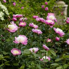 Attēlu rezultāti vaicājumam “Paeonia lactiflora”