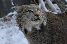 Attēlu rezultāti vaicājumam “Lynx lynx”