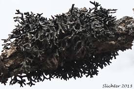 Attēlu rezultāti vaicājumam “Hypogymnia tubulosa”