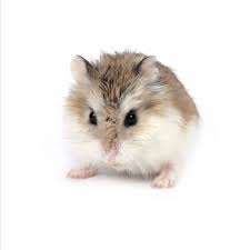 Image result for хомек