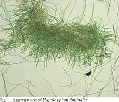 Attēlu rezultāti vaicājumam “Cyanophyta”