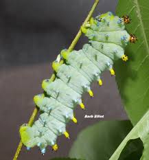 Attēlu rezultāti vaicājumam “Phylloneta cocoon”