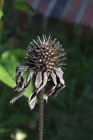 Attēlu rezultāti vaicājumam “Echinacea purpurea leaf”